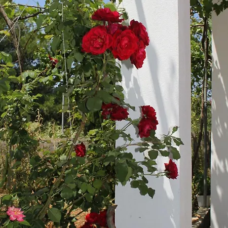 Apartmán Verunic 8104a Veli Rat